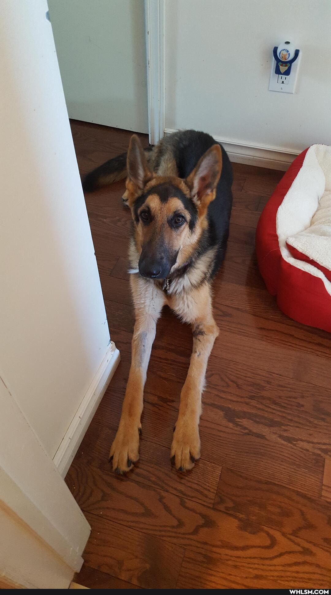 gsd, advice_animals, advic, dogs, dogs_are_the_best_people