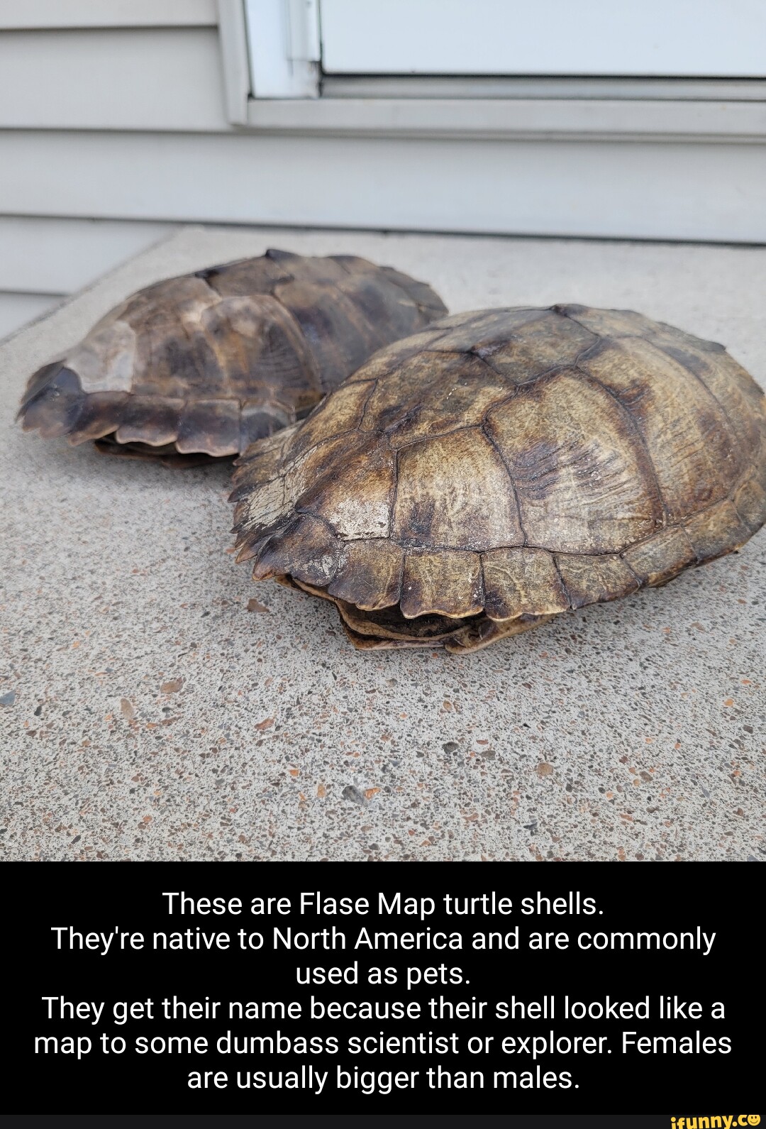 Map Turtle Shell