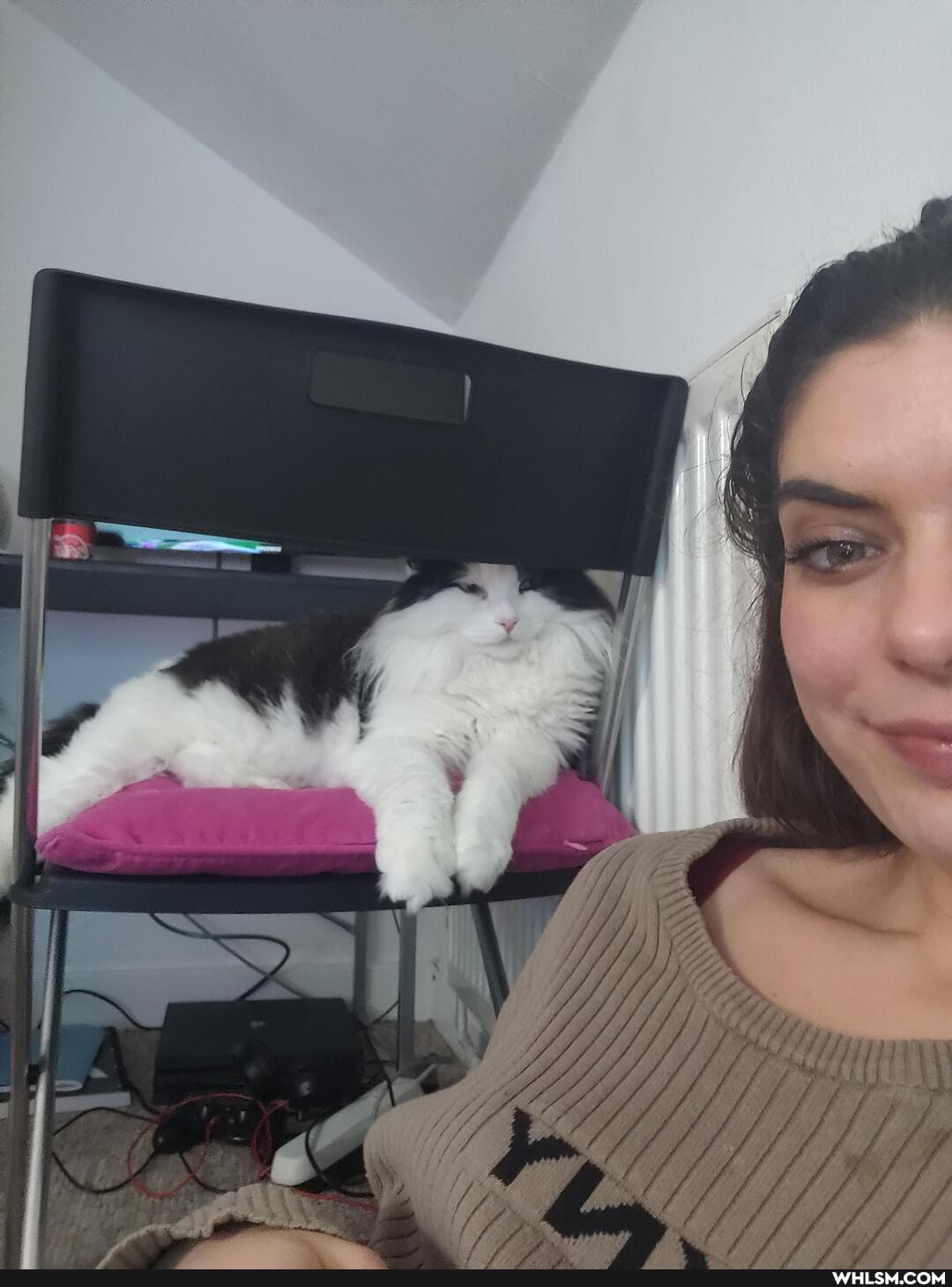 cats, caturday, floof