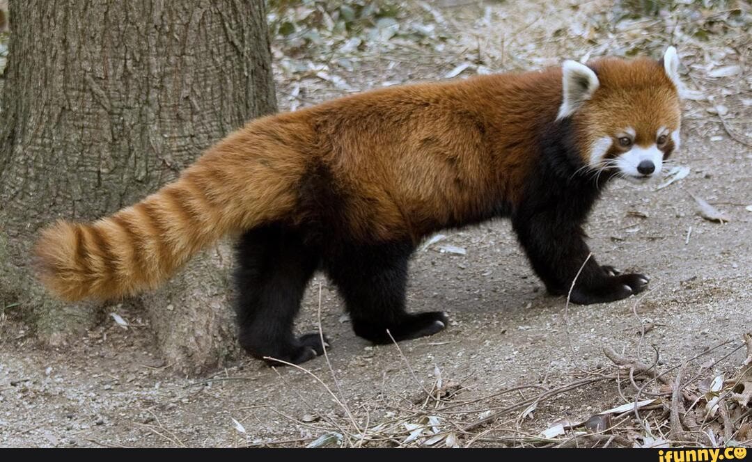 red, panda, like, racnoon, fox