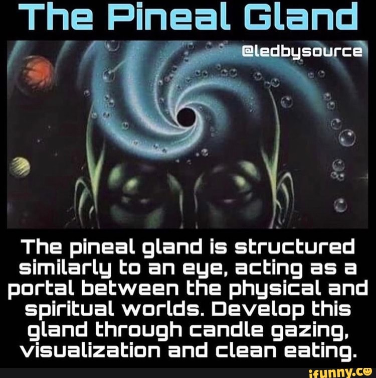 The Pit Gland le epuseuccal The pineal gland is structured similarly to ...