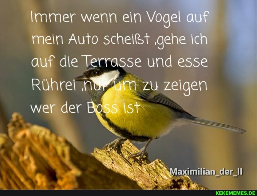 Immer wenn ein Vogel auf mein Auto scheißt 'gehe ich auf die Terrasse und esse
Rührel zu zeigen wer der Boss
laximiltan_der_l