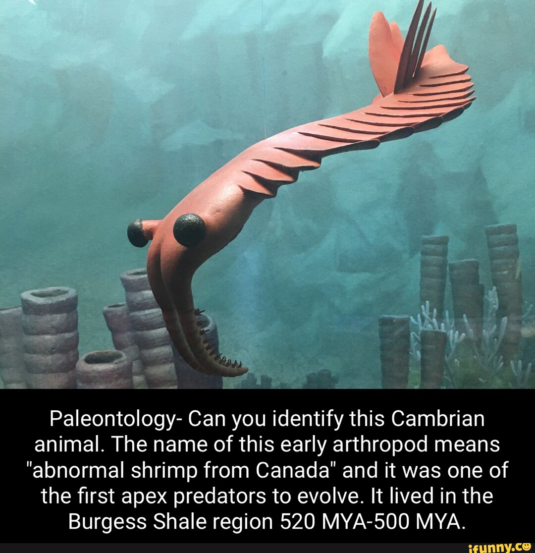 paleontology-can-you-identify-this-cambrian-animal-the-name-of-this