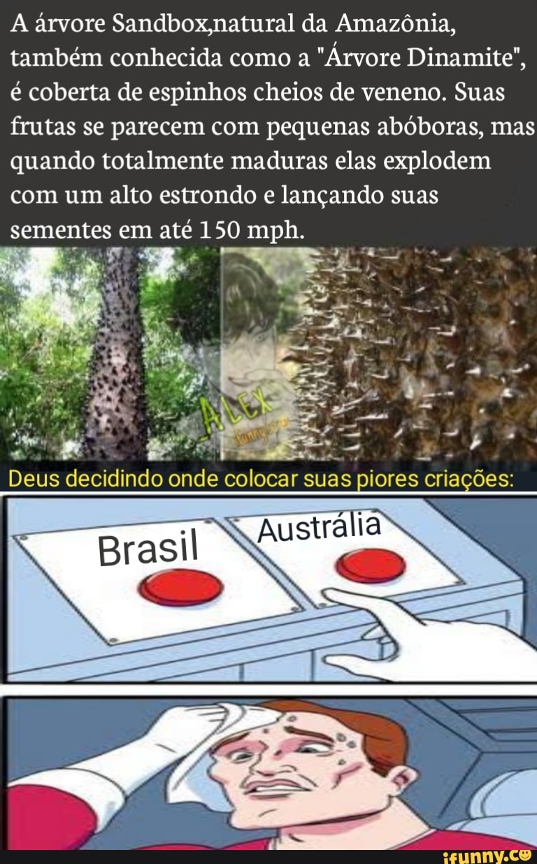A árvore Sandbox,natural da Amazônia, também conhecida como a "Árvore Dinamite", é coberta de espinhos cheios de veneno. Suas frutas se parecem com pequenas abóboras, mas quando totalmente maduras elas explodem com um alto estrondo e lançando suas sementes em até 150 mph.
Deus decidindo onde colocar suas piores criações: