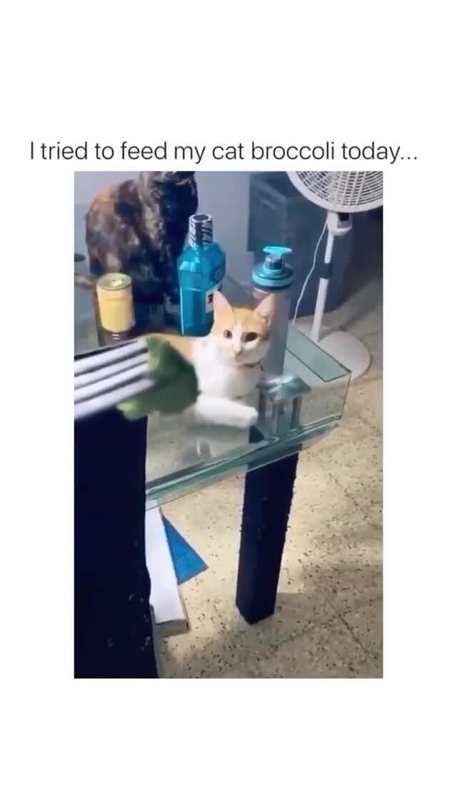 Broccoli...🤮😢 I tried to feed my cat broccoli today... ES )