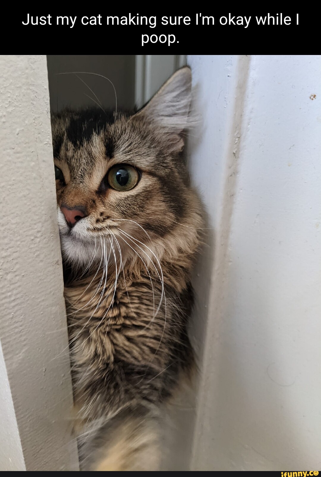 Just my cat making sure I'm okay while I poop. seo.title