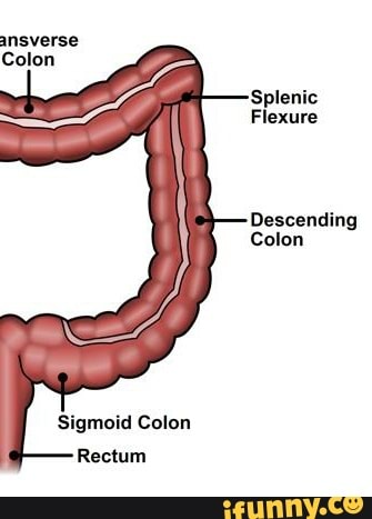 Ansverse Colon 'Splenic Flexure Descending Colon Sigmoid Colon Rectum ...