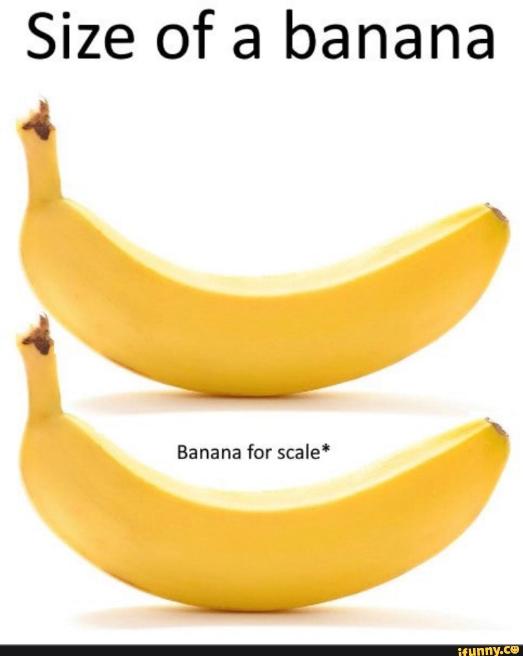 Size of a banana Banana for scale* - iFunny