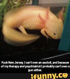 Jersey.
cof my therapy and psychiatrist probably can'town a
'gun either. - Fuck New Jersey. I can't own an axolotl, and because of my therapy and psychiatrist I probably can't own a gun either.