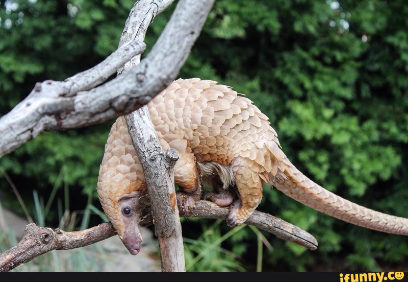 pangolin