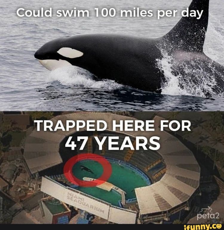Could swim 100 miles per day TRAPPED HERE FOR 47 YEARS - iFunny