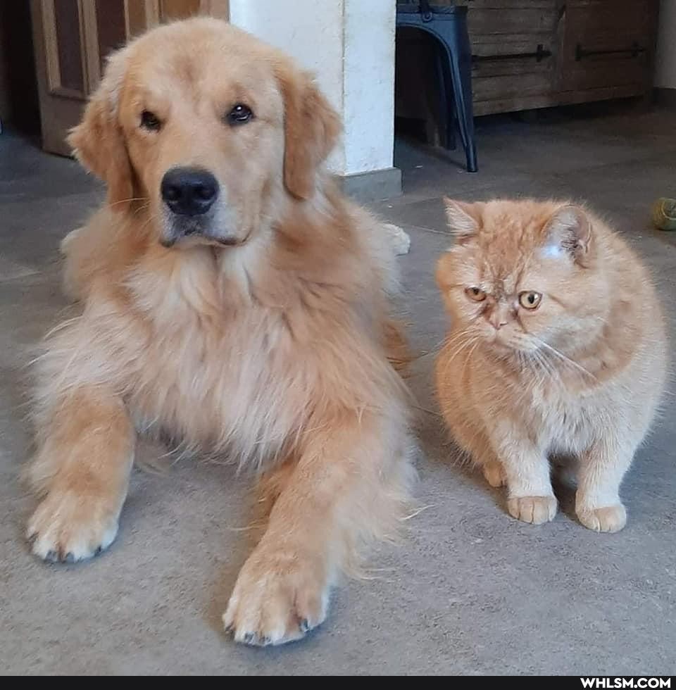 dog, pets, love, caturday