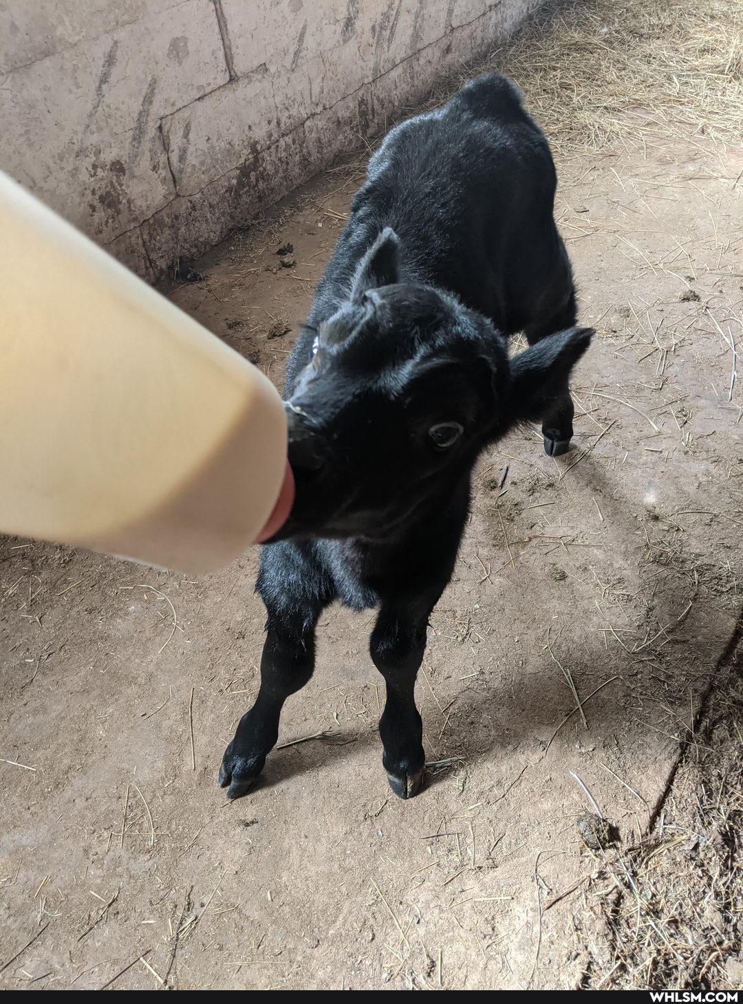 aww, cow, baby_animals
