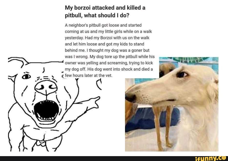 My borzoi attacked and killed a pitbull, what should I do? A neighbor's