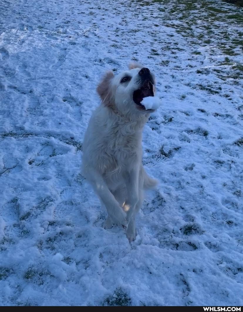funny, dogs, ridingaunicornintonarnia