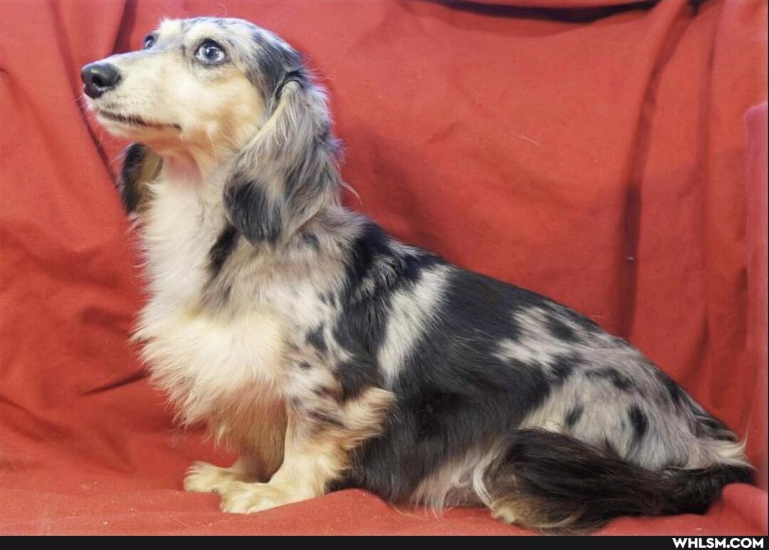 dachshund, dog, awesome, puppy