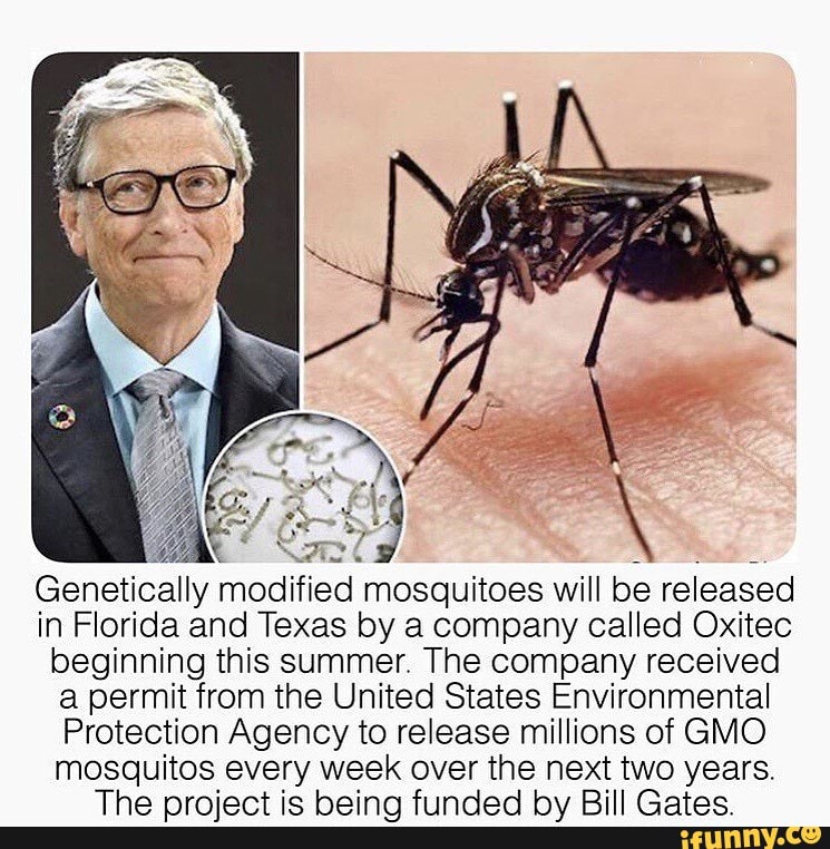 Genetically modified mosquitoes will be released
in Florida and Texas by a company called Oxitec beginning this summer. The company received a permit from the United States Environmental
Protection Agency to release millions of GMO
mosquitos every week over the next two years.
