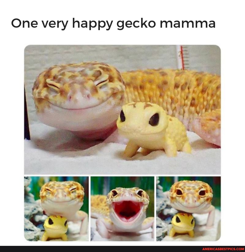 One very happy gecko mamma