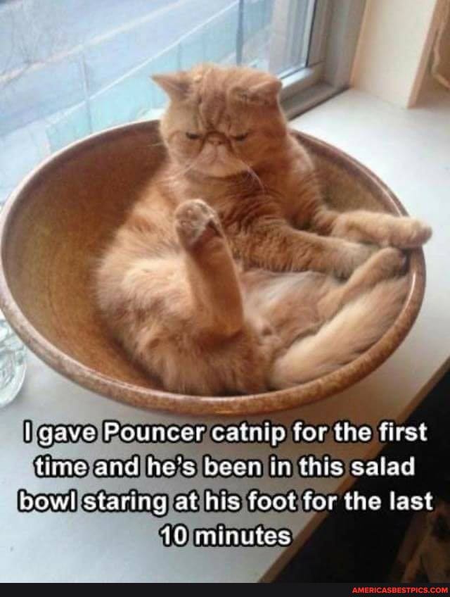 gave Pouncer cataip for the first time and he's beea in this salad powl staring at his foot for the last
imutes