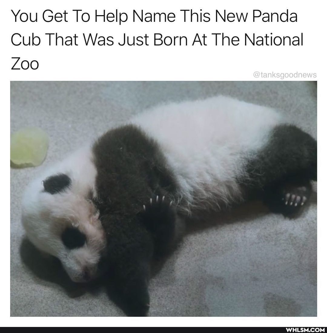 You Get To Help Name This New Panda
Cub That Was Just Born At The National
ZOO
news