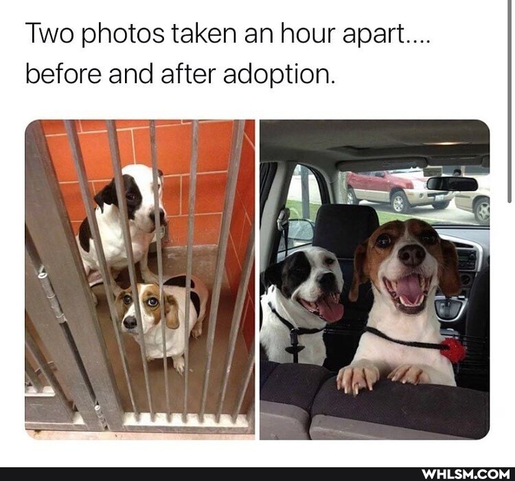 Two photos taken an hour apart....
before and after adoption.