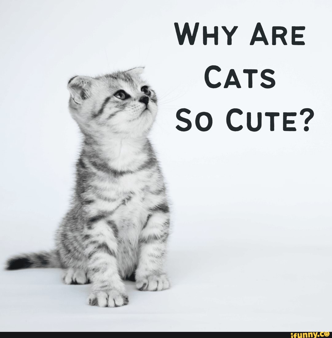 WHY ARE CATS SO CUTE?