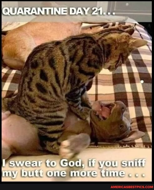 QUARANTINE DAY 21...
swear to God, if you sniff my butt one more time...