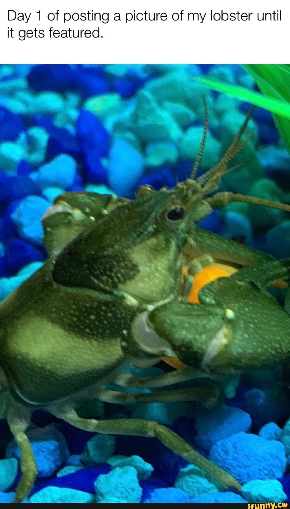 Day 1 of posting a picture of my lobster until
it gets featured.