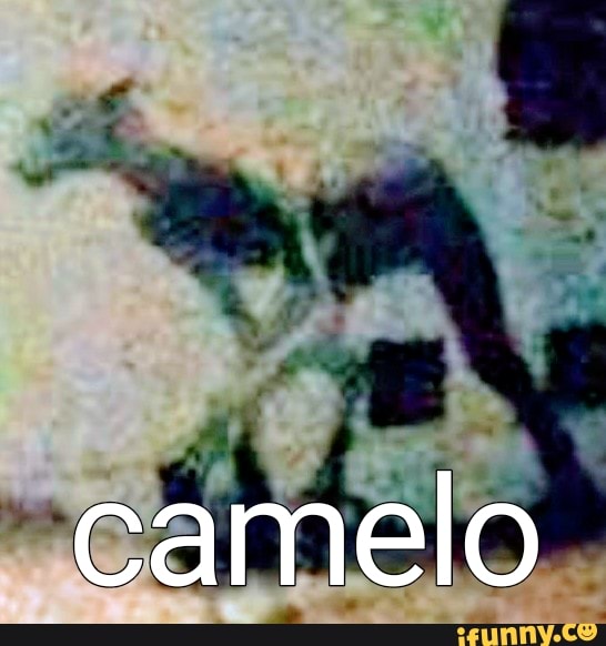 camelo, muitoloko, shitpost, infancia, ano, novo, haha, engraçado, engravidar
