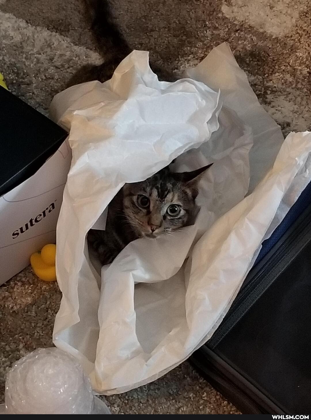 cat, aww, kitten