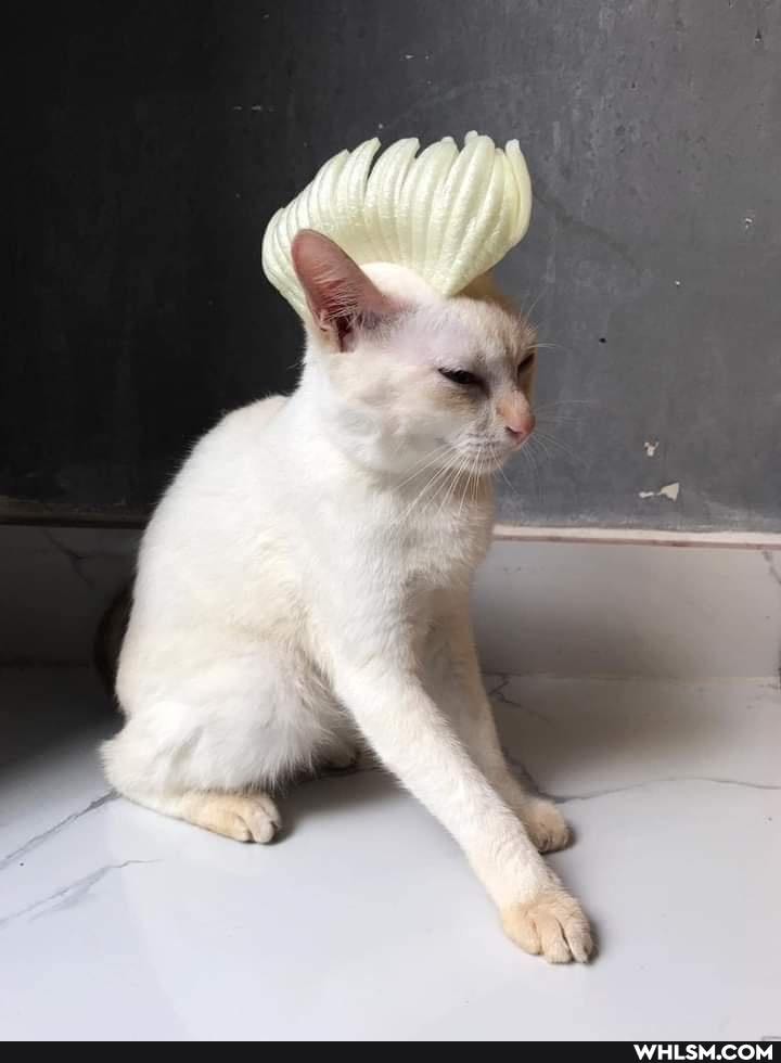 funny, cat, cats