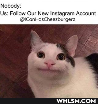 Nobody:
Us: Follow Our New Instagram Account
@ICanHasCheezburgerz