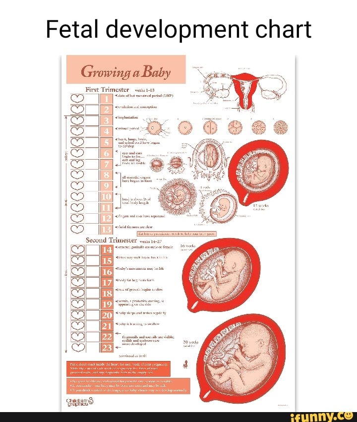 Fetal development chart Fi Growing a Baby GGGGGGGGRG ceceaecacadas - iFunny