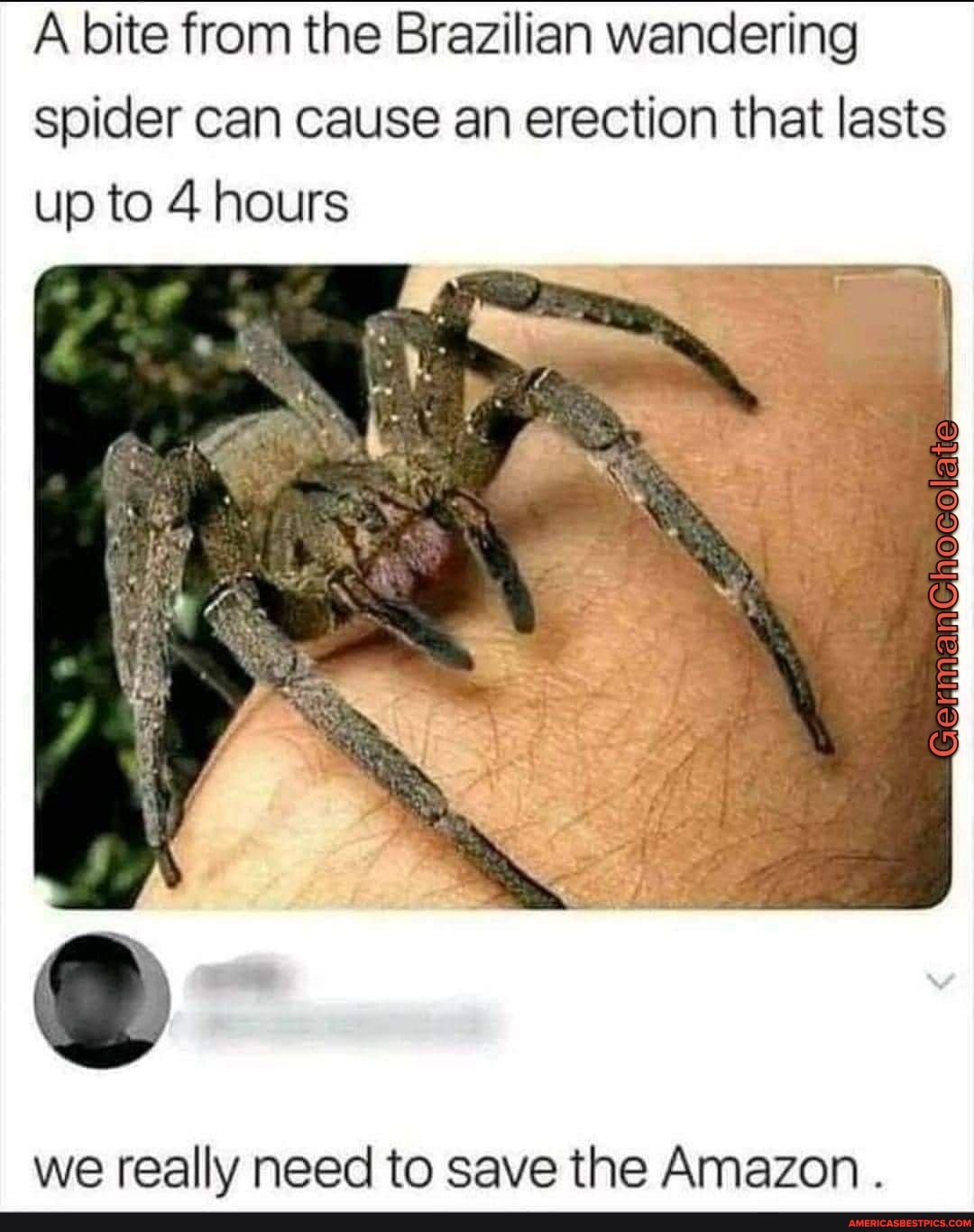 A bite from the Brazilian wandering spider can cause an erection that ...