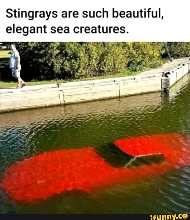 Stingrays are such beautiful,
elegant sea creatures.