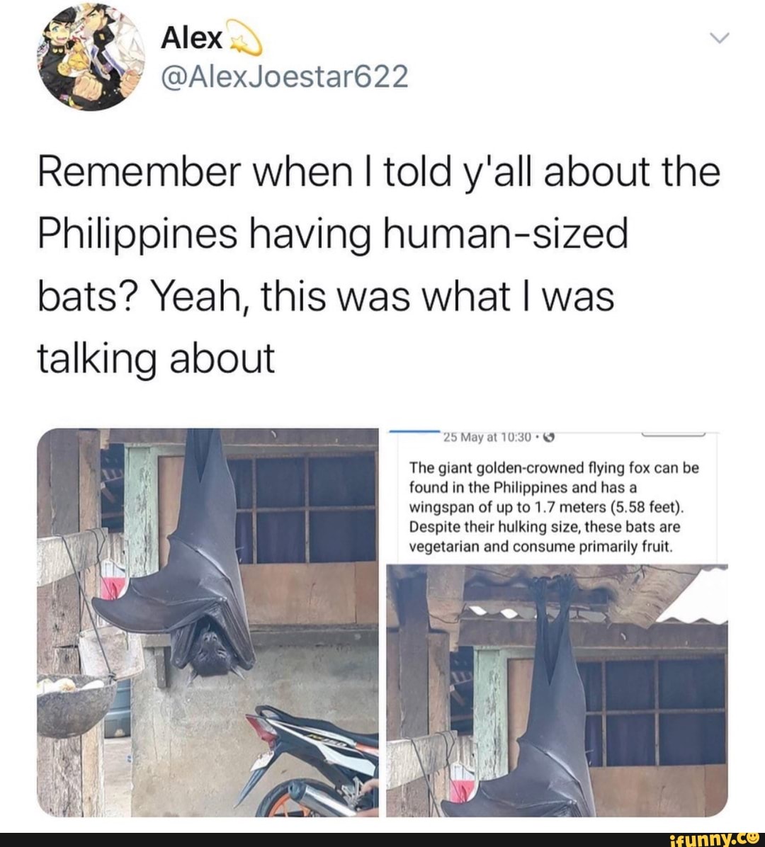 Remember when I told y'all about the
Philippines having human-sized
bats? Yeah, this was what I was
talking about
PRC ee
The giant golden-crowned flying fox can be
found in the Philippines and has a
wingspan of up to 1.7 meters (5.58 feet).
Despite their hulking size, these bats are
vegetarian and consume primarily fruit.