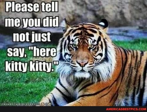 Please tell me you til not yust
Say, "here kiity kiliy."