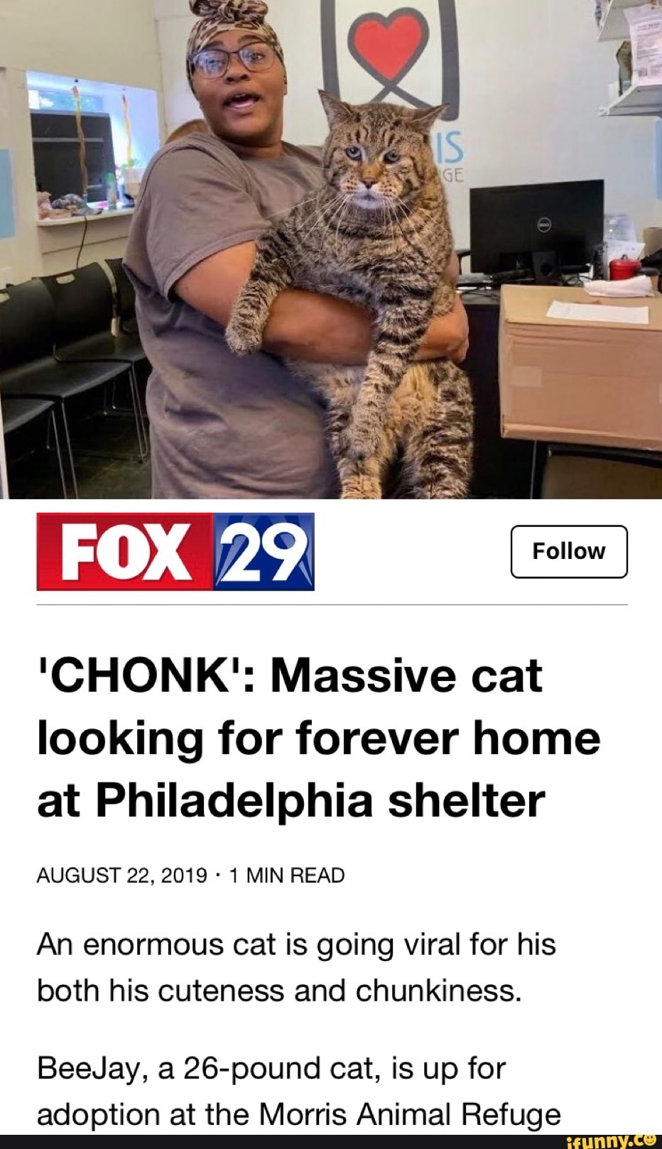 Chonk Massive Cat Looking For Forever Home At Philadelphia Shelter August 22 2019 1 Min 