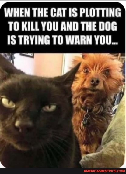 WHEN THE CAT IS PLOTTING TO KILL YOU AND THE DOG IS TRYING TO WARN YOU...