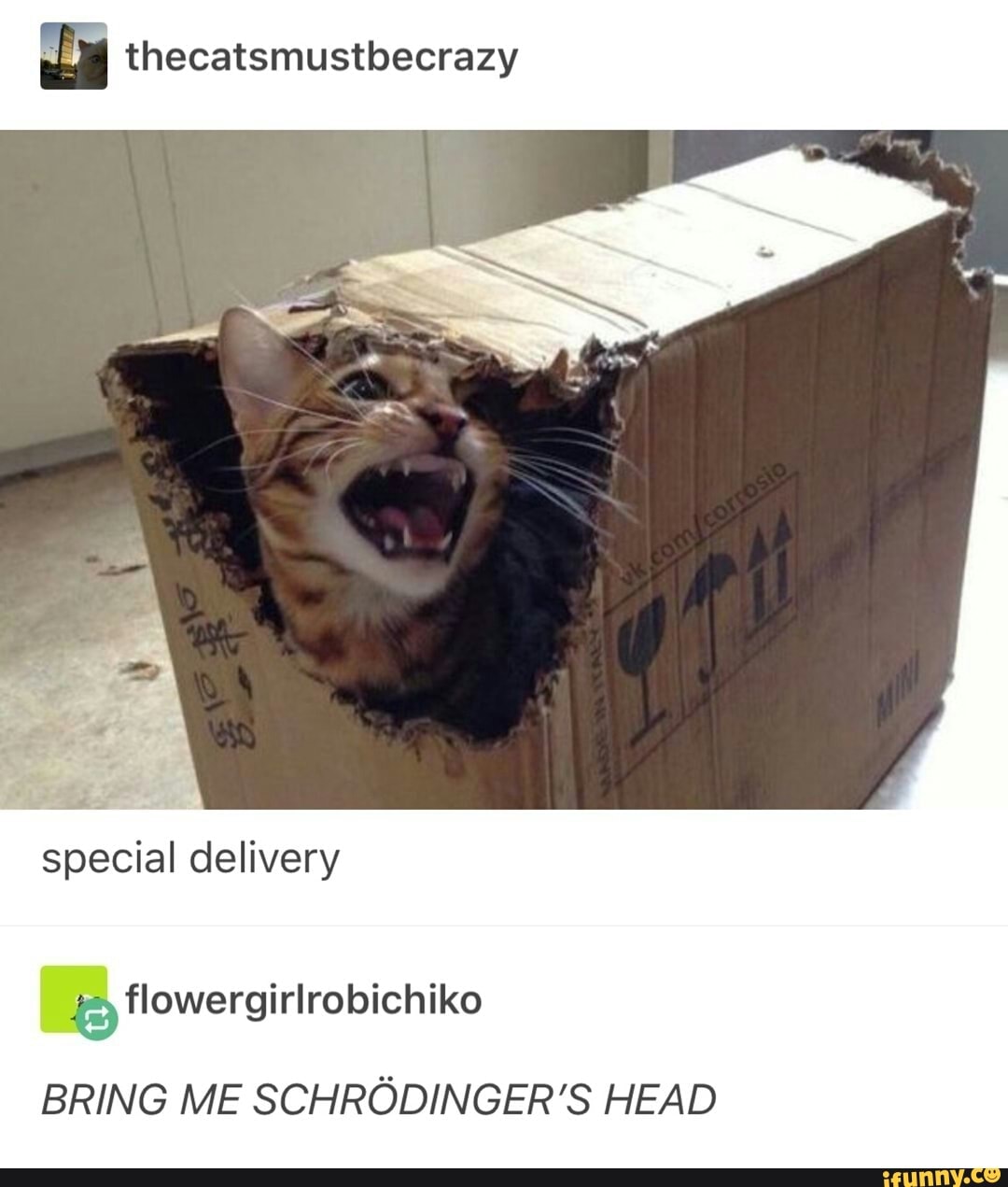 4 flowergirlrobichiko
BRING ME SCHRODINGER'S HEAD