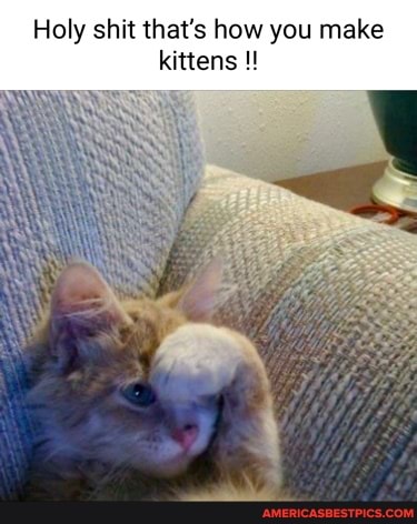 Holy shit that's how you make kittens