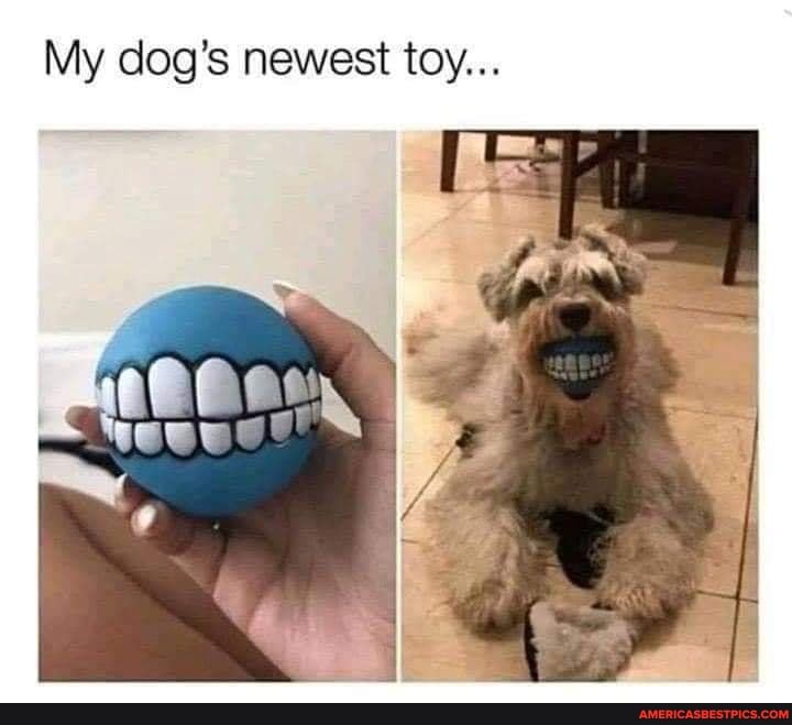 My dog's newest toy...