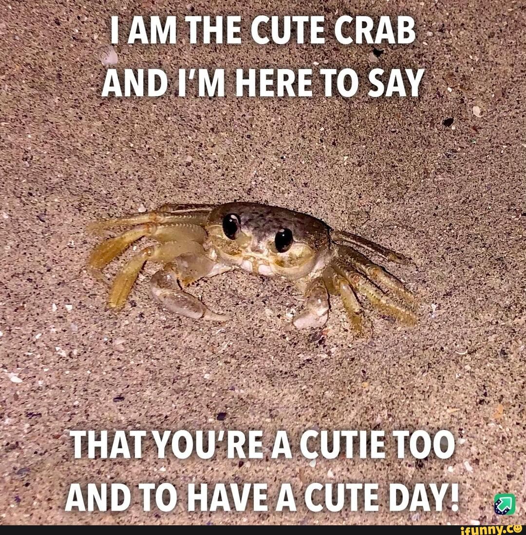 Cute Crab - I AM THE CUTE CRAB AND I'M HERETO SAY THAT YOU'RE A ...