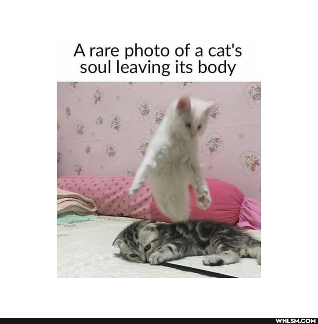 A rare photo of a cat's soul leaving its body