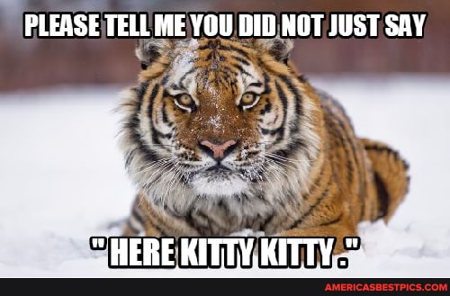 PLEASE TELL ME YOU DID NOT JUST SAY WHEDE WITTY KITTY