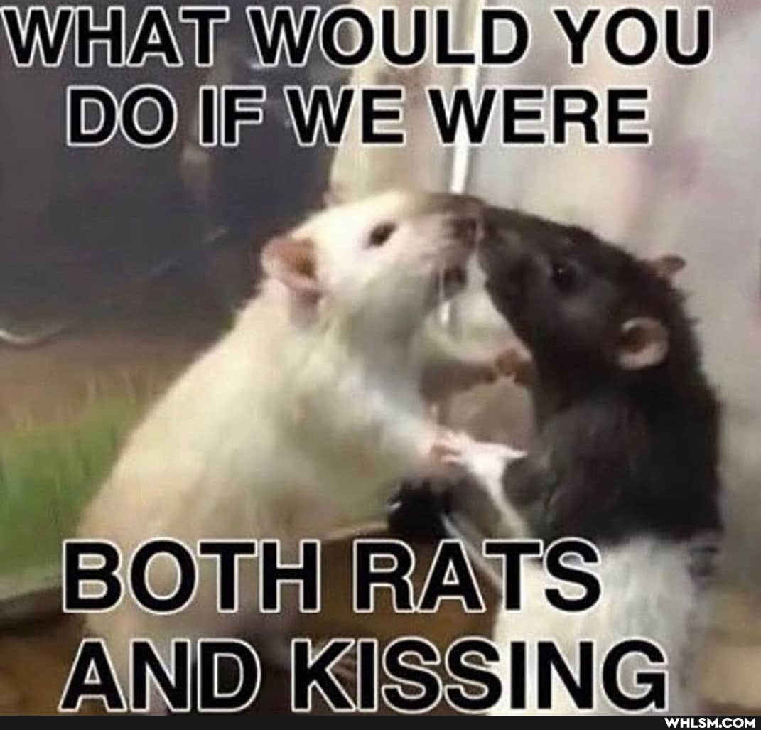 WAT WOULD YOU WE WERE
BOTH RATS