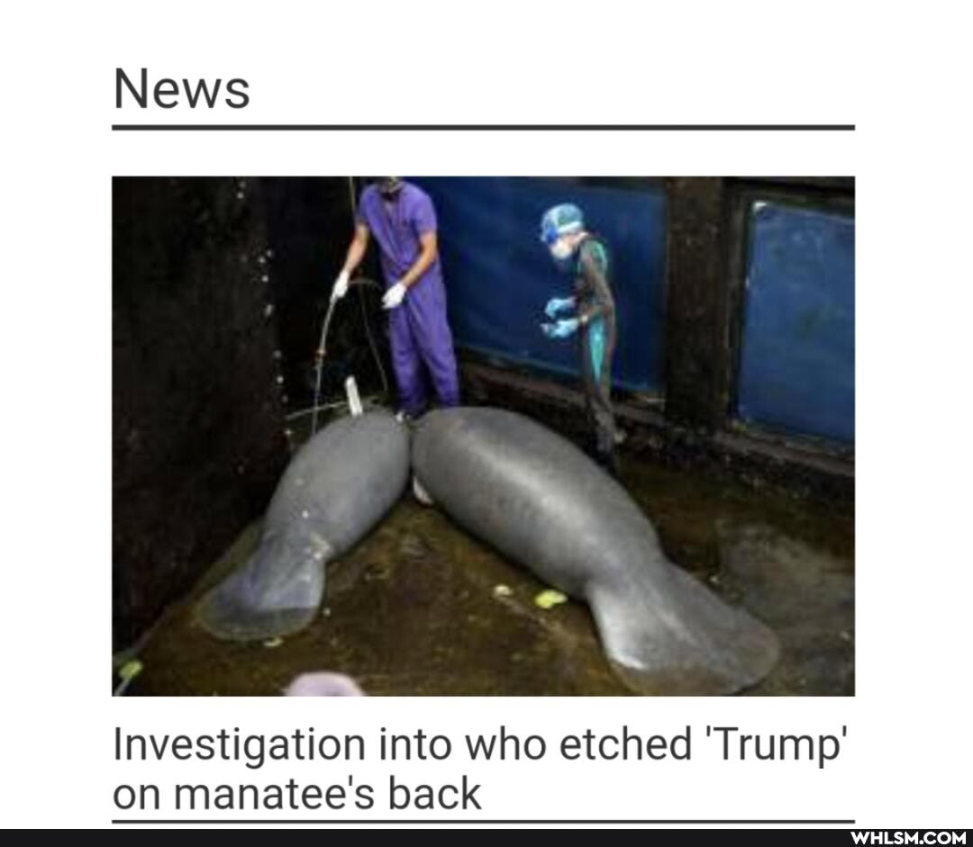 News
Investigation into who etched 'Trump' on manatee's back