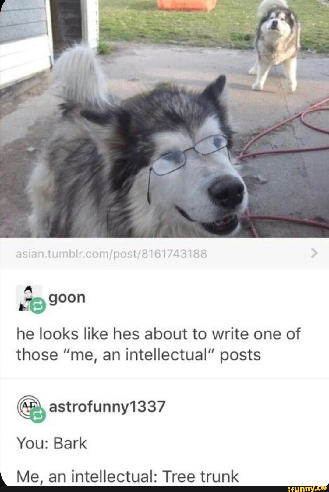 Dog cant. Photos that prove animals have their own kind of logic. Улыбающийся пес. Смешные ролики про собак. Is that dog.