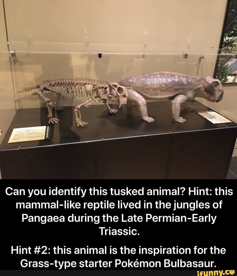 Can you identify this tusked animal? Hint this mammallike reptile