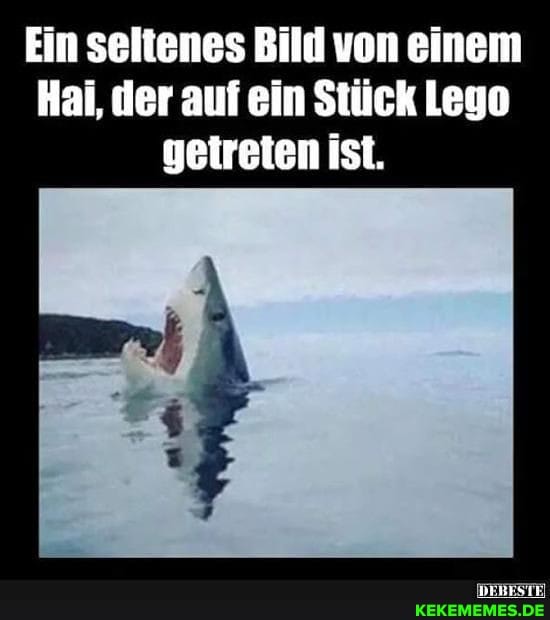 Ein seltenes Bild von einem
Hai, der auf ein Stück Lege getreten ist.